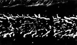 ͼ2��ӫ�ⷨ���ֵ�����