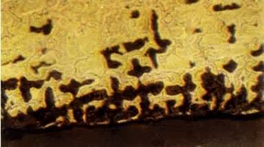 ͭ�߽�����֯