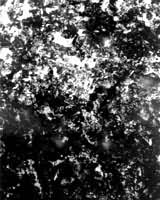 ͼ20����ʮ���ֵ�����֯���������