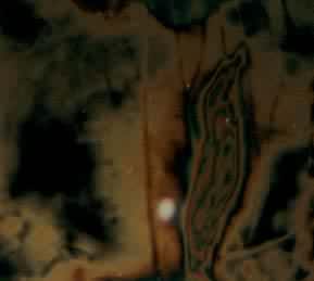 �ùⵯ����Ƭ����ʾ��ԤӦ���ֽ����������������չ����