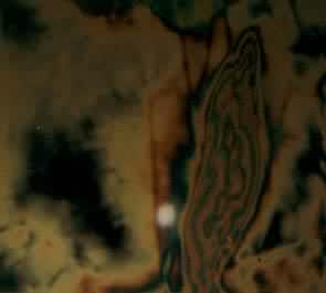 �ùⵯ����Ƭ����ʾ��ԤӦ���ֽ����������������չ����