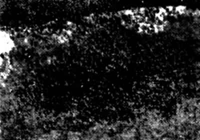 ͼ1��Ҷ�Ҳ���ʴ