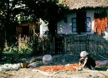 ������ũ��