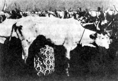 �����˵ĺ����ڼ�ţ��