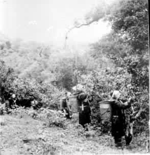 ����������ڲɲ�