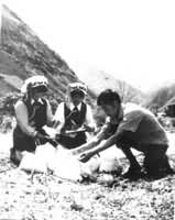 ŭ����Ů������ѡ��