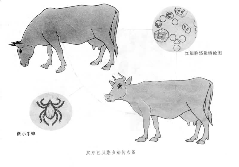 ������ͼ