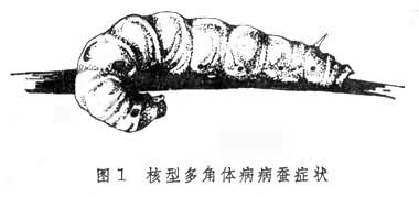 ���Ͷ���岡����֢״