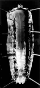 ���Ͷ���岡���ϵ������ܲ���