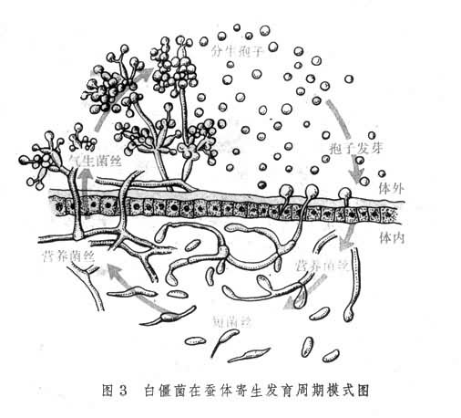 �׽����ڲ��������������ģʽͼ