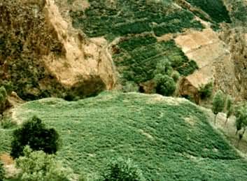 �����ֲ�