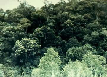 ������Ҷ��