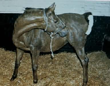 ��ʼ����