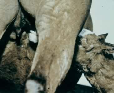 �оԿ�ʼ˱��