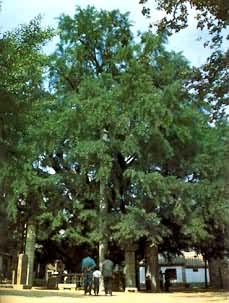 �й����ϵĹ�����ľ֮һ��ɽ�����ظ���ɽ�����ӣ�Ginkgo bilbla����