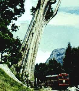 �������Ĺ�����̨��ʡ����ɽ�ϵġ���ľ��������Chamaecyparis formosensis��