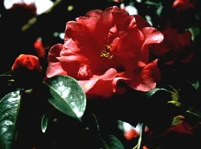 ��ɽ��֮�����仨��