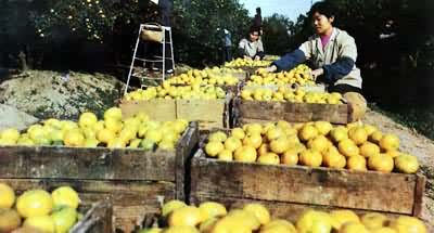 �˹��ɼ�����