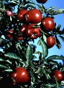 �º���ƻ��