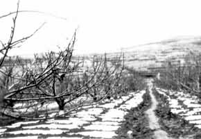 ��Ĥ����