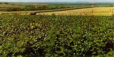 �������þ���