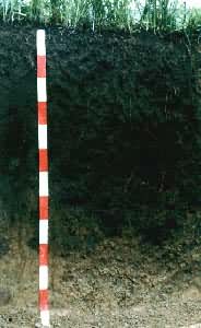 ��������ͼ