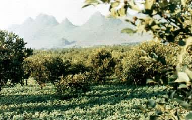 �������þ���