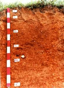 ��������ͼ