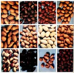 ���໨��������״