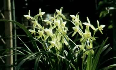 ���Ľ���