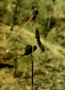 ţϲʳ������������Ҷ�о綾