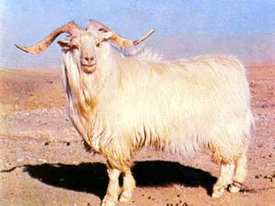 ������ɽ��