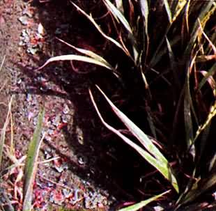 ������Ƽ