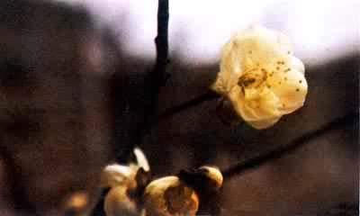 ��ɽ����÷