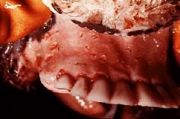 ţ�����ϲ������ð�