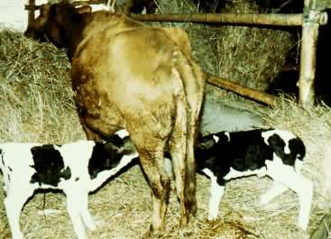 ͨ����̥��ֲ���ɻ�ţ������ͷ�ڰ׻���ţ