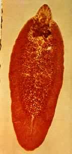 ��Ƭ����