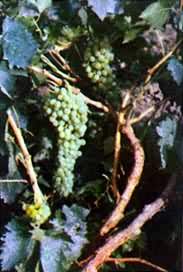 �½��޺˰�����