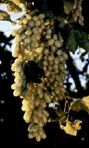 �����̰�����