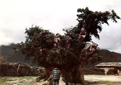 һǧ��������������ع�ɣ