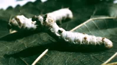 ɣ�ϵ�һ��������