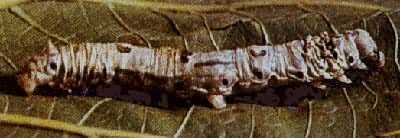 ɣ�ϵ�һ������Ƥ