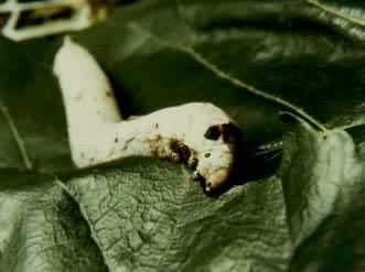 ɣ�ϵ�һ���������