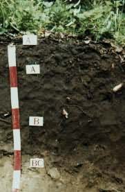 ��ɫɭ��������ͼ