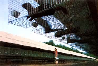 ˮ����ֳ��