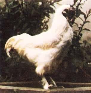 ˿ë��(�����ڹǼ�)