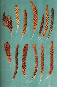 �ڵ�����