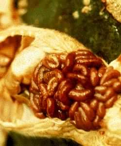 ������Գ���