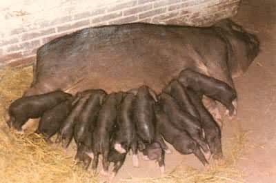 �Է�ֳ��ǿ������̫����