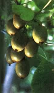 �л�⨺���